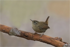 <p>STŘÍZLÍK OBECNÝ (Troglodytes troglodytes) Šluknovsko ---- /Eurasian wren - Zankönig/</p>